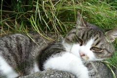 chat-du-voisin