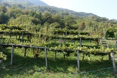 vignes