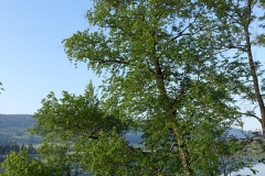 juin-01