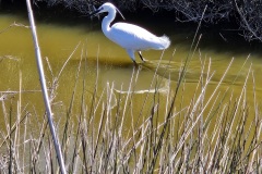 aigrette-garzette