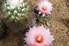 Cactus jardin botanique Porrentruy