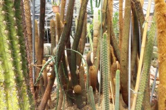 Cactus jardin botanique Porrentruy