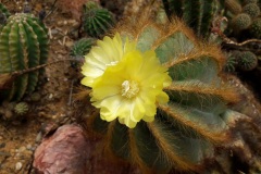 Cactus jardin botanique Porrentruy