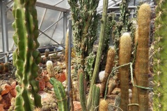 Cactus jardin botanique Porrentruy