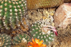 Cactus jardin botanique Porrentruy