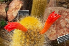 Cactus jardin botanique Porrentruy