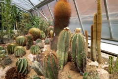 Cactus jardin botanique Porrentruy