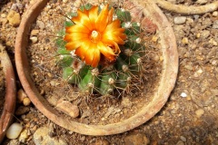 Cactus jardin botanique Porrentruy