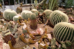 Cactus jardin botanique Porrentruy