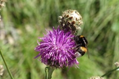 hummel