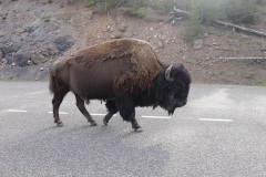 bison