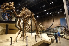 musee-dinos-slc