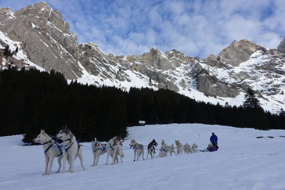 chiens-traineaux