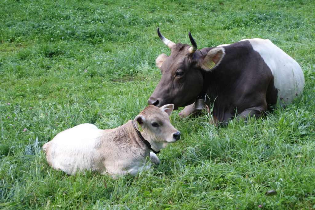 vache et veau ballenberg