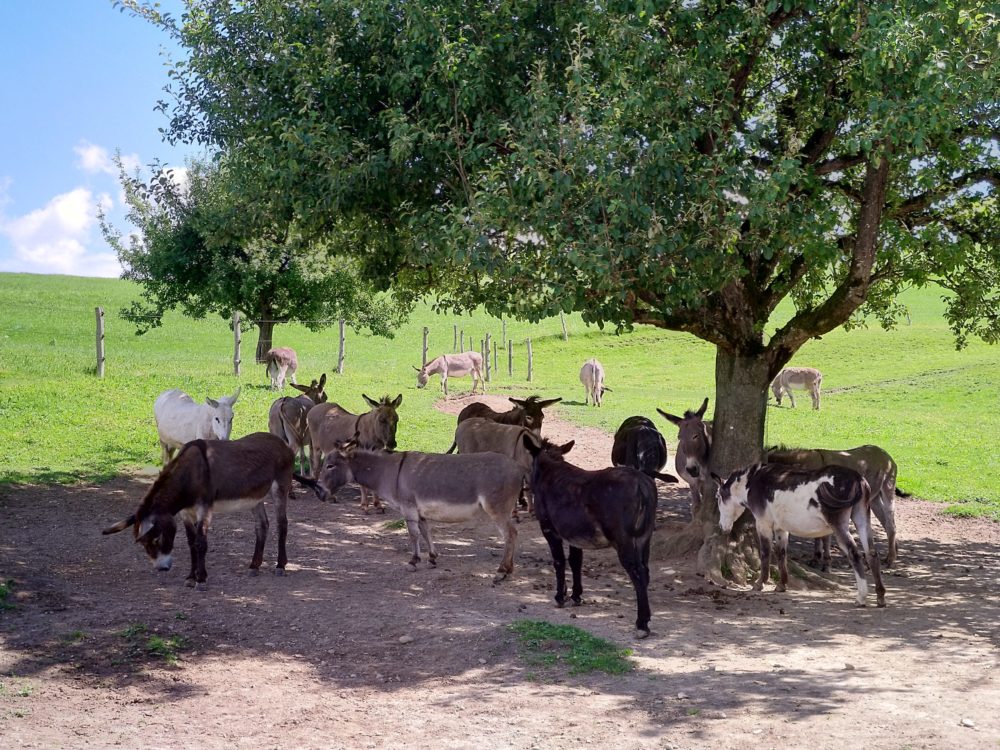 Eselparadies Esel am Schatten