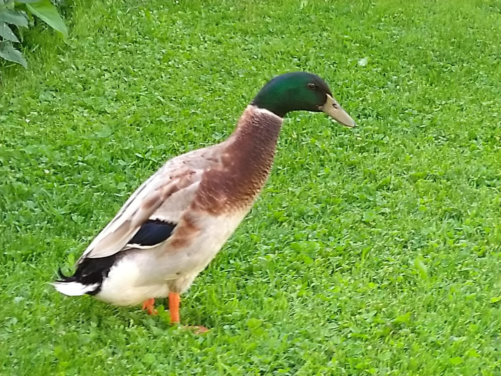 Bei Werner und Angelika, Ente Tobi